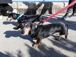 Ribuan Anjing Sosis Pecahkan Rekor Dunia Jalan Bersama di Australia