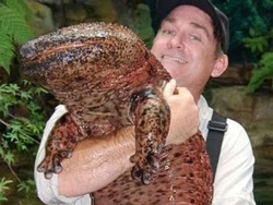 Ini Dia Salamander Raksasa, Amfibi Terbesar di Dunia