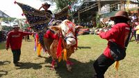 Kontes Hewan Ternak Banyuwangi, Sapi-Domba Dandan Buat Jadi yang Terbaik