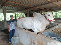 Deal! Sapi Cacat Milik Kasno Akhirnya Jadi Dibeli Jokowi
