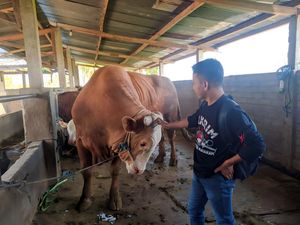 Jokowi Beli Sapi Rp 135 Juta Berbobot 1 Ton untuk Kurban di NTB Jokowi Beli Sapi Rp 135 Juta Berbobot 1 Ton untuk Kurban di NTB