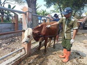 Sapi dengan Bekas LSD Ditemukan di Pasar Hewan Wlingi Blitar Sapi dengan Bekas LSD Ditemukan di Pasar Hewan Wlingi Blitar