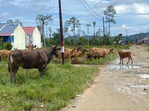 Jelang Idul Adha, Pemprov PBD Pastikan 42 Ribu Sapi Bebas Penyakit