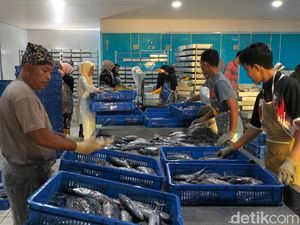 Melihat Geliat Bisnis Ikan di Lampulo yang Dikirim ke Luar Aceh