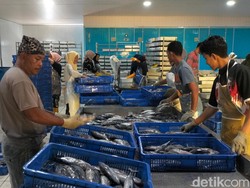 Melihat Geliat Bisnis Ikan di Lampulo yang Dikirim ke Luar Aceh