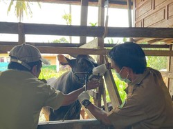 Jelang Idul Adha, Pemkab Luwu Pastikan Hewan Kurban Sehat-Surplus