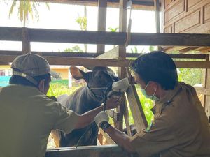 Jelang Idul Adha, Pemkab Luwu Pastikan Hewan Kurban Sehat-Surplus Jelang Idul Adha, Pemkab Luwu Pastikan Hewan Kurban Sehat-Surplus
