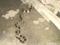 Hii! Sepasang Ular Welang Kawin Nongol Dekat Kamar Mandi di Klaten