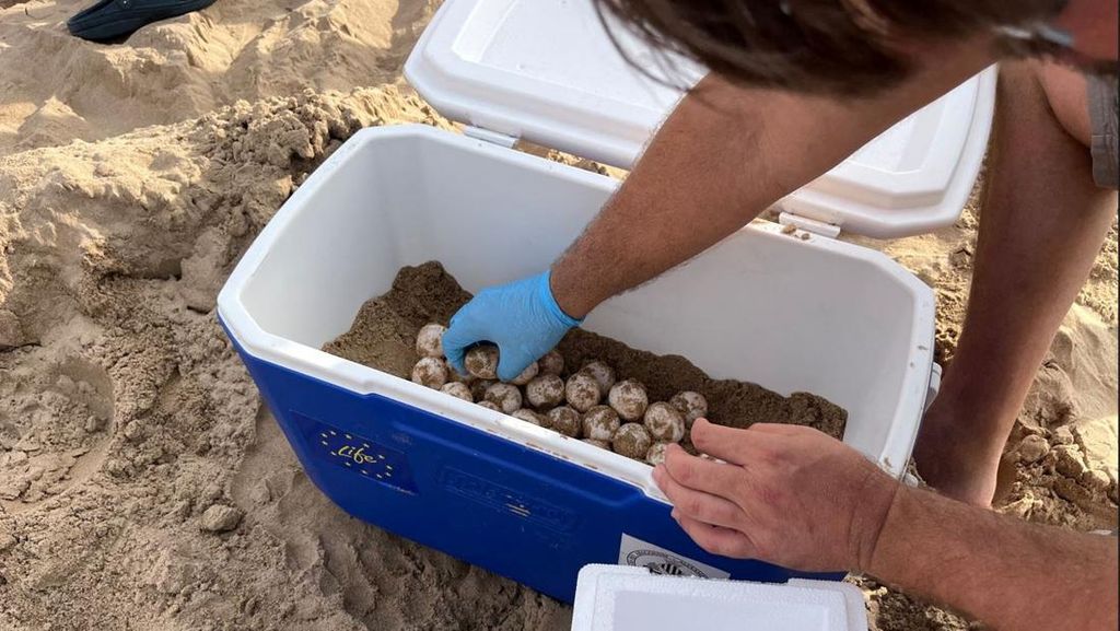 Ilmuwan Spanyol Selamatkan Telur Penyu Tempayan yang Terancam Punah Ilmuwan Spanyol Selamatkan Telur Penyu Tempayan yang Terancam Punah