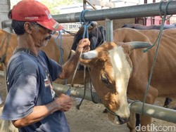 Salon Hewan Kurban di Tulungagung Bikin Harga Sapi Lebih Mahal Rp 500 Ribu