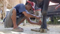 Jasa Salon Sapi di Klaten Panen Order Jelang Hari Raya Kurban