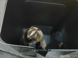 Kukang di Cianjur Nyaris Tewas Usai Tersengat Listrik