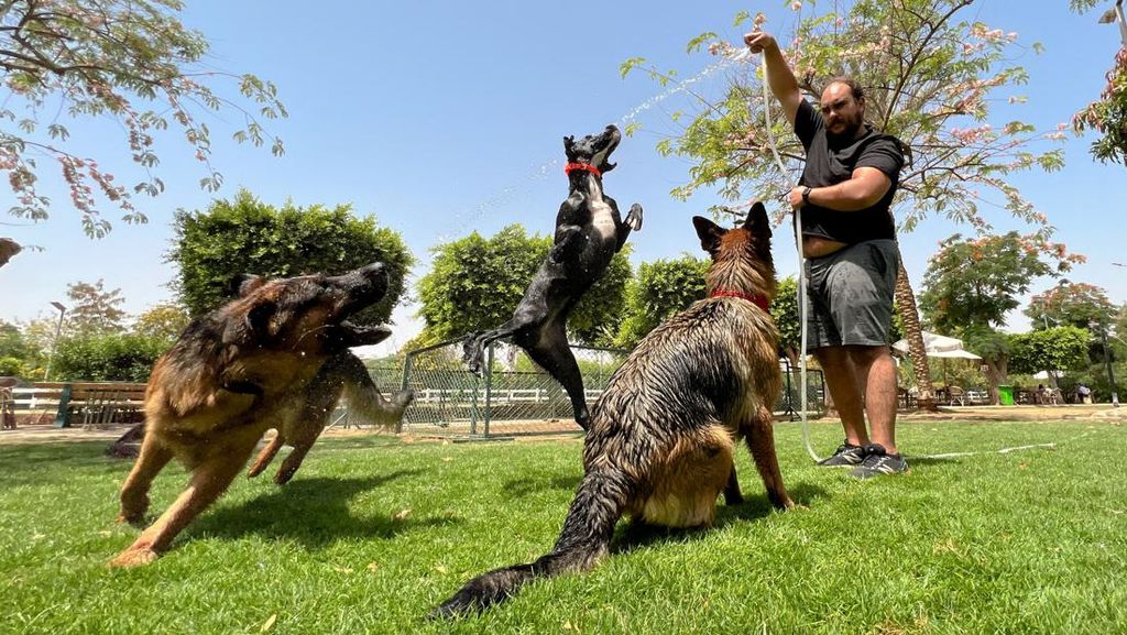 Mesir Rilis Aturan Kontroversial soal Anjing Peliharaan Mesir Rilis Aturan Kontroversial soal Anjing Peliharaan