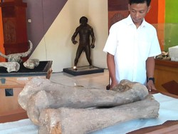 Temuan 2 Fosil Gajah Purba di Blora, Diduga Usianya 300 Ribu Tahun