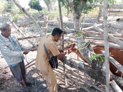 Cegah Penyakit, Ratusan Ternak Sapi di Amfoang Diberikan Vaksin