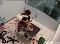 Heboh Karyawan Pet Shop di Batam Siksa Anjing Pelanggan Sampai Mati