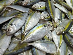 Mengenal Ikan Kembung: Ciri-ciri, Kandungan, dan Manfaatnya