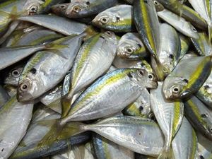 Mengenal Ikan Kembung: Ciri-ciri, Kandungan, dan Manfaatnya Mengenal Ikan Kembung: Ciri-ciri, Kandungan, dan Manfaatnya