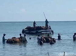 Saat Sapi Kurban Bangkalan Harus Berenang ke Kapal Sebelum Dikirim ke Kalsel