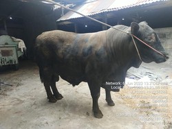 Penampakan 2 Sapi Kurban Pilihan Jokowi di Sleman, Ada yang Beratnya 1 Ton