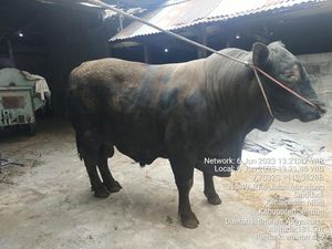 Penampakan 2 Sapi Kurban Pilihan Jokowi di Sleman, Ada yang Beratnya 1 Ton Penampakan 2 Sapi Kurban Pilihan Jokowi di Sleman, Ada yang Beratnya 1 Ton