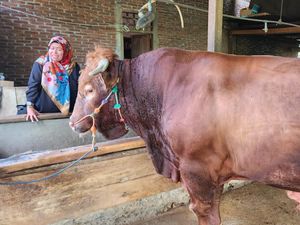 Presiden Jokowi Beli Sapi Limosin Rp 95 Juta untuk Kurban di Bone Presiden Jokowi Beli Sapi Limosin Rp 95 Juta untuk Kurban di Bone