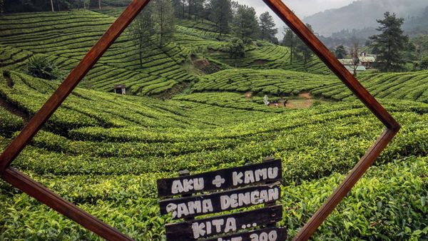 Sejuknya Hamparan Kebun Teh di Puncak Bogor