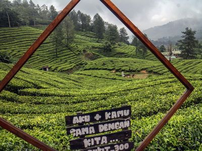 Sejuknya Hamparan Kebun Teh di Puncak Bogor