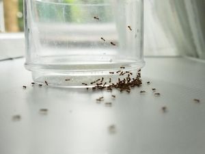 6 Cara Mengusir Semut di Rumah Secara Alami dan Ampuh, Sudah Coba? 6 Cara Mengusir Semut di Rumah Secara Alami dan Ampuh, Sudah Coba?