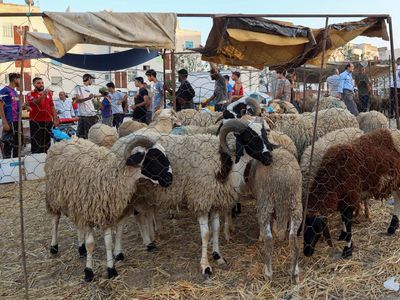 Krisis Ekonomi dan Kekeringan Bikin Harga Domba Meroket di Tunisia