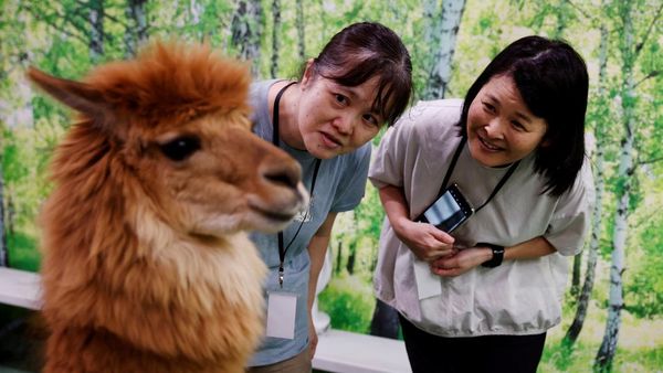 Alpaka yang Berkeliaran di Jalanan Tokyo Ini Bikin Gemas Warga