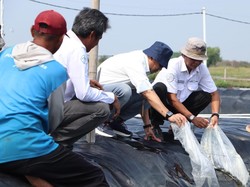 Genjot Produksi, DKP Jabar Tebar 300 Ribu Benur Udang Vaname di Karawang