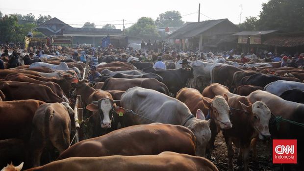 Sejumlah pedagang menjajakan hewan untuk kurban di Pasar Hewan Jonggol, Kabupaten Bogor, Jawa Barat, Kamis, 22 Juni 2023. (CNN Indonesia/Adhi Wicaksono)