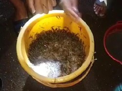 Gerombolan Ikan Nike dari Lautan Serbu Sungai di Gorontalo, Warga Geger