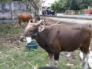 Daftar Harga Sapi Kurban di Gorontalo Tahun 2023, Cek di Sini