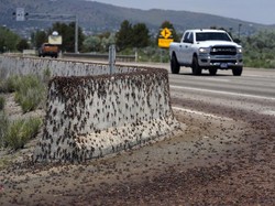 Serbuan Jangkrik di Jalanan yang Bikin Warga Frustrasi