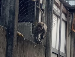 Kawanan Monyet Berkeliaran Bikin Resah Warga Pandanwangi Kota Malang