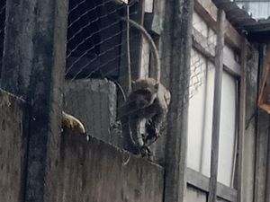 Kawanan Monyet Berkeliaran Bikin Resah Warga Pandanwangi Kota Malang Kawanan Monyet Berkeliaran Bikin Resah Warga Pandanwangi Kota Malang