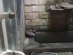 Bukan Ikan dalam Kolam, Damkar Jaktim Evakuasi Musang Bikin Panik Warga