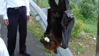 Wow! Kelelawar Raksasa Ini Ukurannya Sebesar Manusia