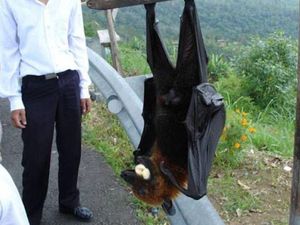 Nasib Tragis Kelelawar yang Sayapnya Capai 1,5 Meter Nasib Tragis Kelelawar yang Sayapnya Capai 1,5 Meter