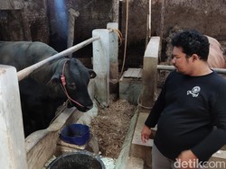 Cerita Pemilik Sapi Black Bos di Sleman Dipilih buat Kurban Jokowi