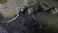 Demi Kesembuhan, Gajah Sakit di Sri Lanka Ini Bakal Terbang ke Thailand