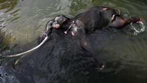 Demi Kesembuhan, Gajah Sakit di Sri Lanka Ini Bakal Terbang ke Thailand