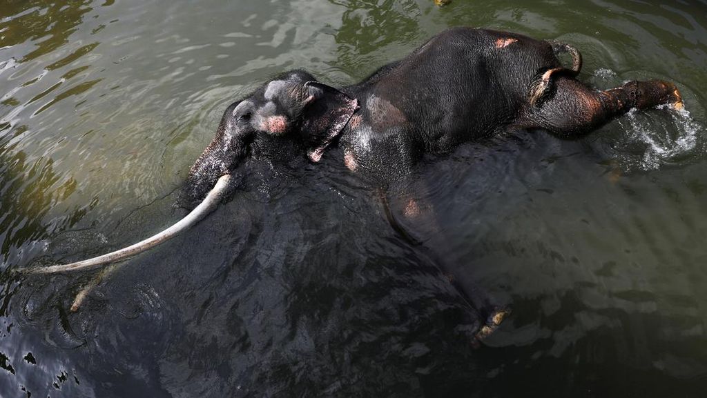 Demi Kesembuhan, Gajah Sakit di Sri Lanka Ini Bakal Terbang ke Thailand Demi Kesembuhan, Gajah Sakit di Sri Lanka Ini Bakal Terbang ke Thailand
