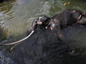 Demi Kesembuhan, Gajah Sakit di Sri Lanka Ini Bakal Terbang ke Thailand Demi Kesembuhan, Gajah Sakit di Sri Lanka Ini Bakal Terbang ke Thailand