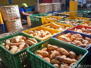 Sekelumit soal Ubi Cilembu Sumedang dan Keistimewaannya