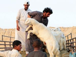 Syarat Hewan Kurban yang Harus Dipenuhi, Apakah Harus Jantan? Syarat Hewan Kurban yang Harus Dipenuhi, Apakah Harus Jantan?