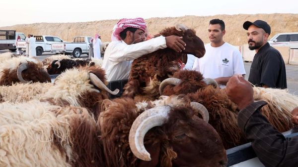 Begini Suasana Jual Beli Hewan Kurban di Arab Saudi