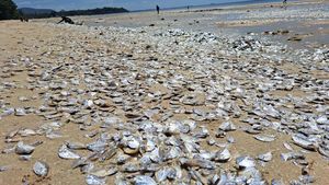 Ribuan Ikan Mati Berserakan di Pantai Thailand